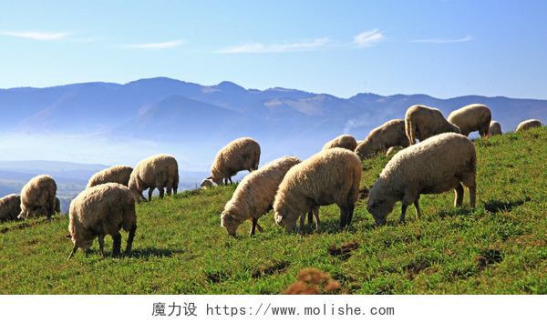 斯洛伐克草原上吃草的羊群羊